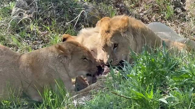 年轻狮子：别人嘴里的肉是真香啊！