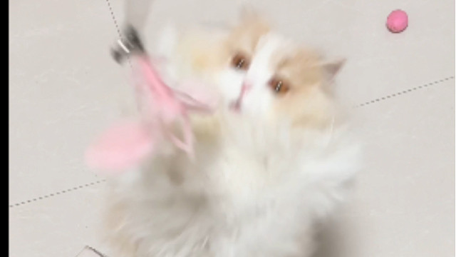 芫芫已经完全恢复！在新家跑来跑去