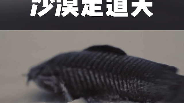 美鲶：路漫漫其修远兮，鱼将上下而求索。