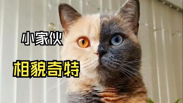 那些让人惊叹的动物视频！