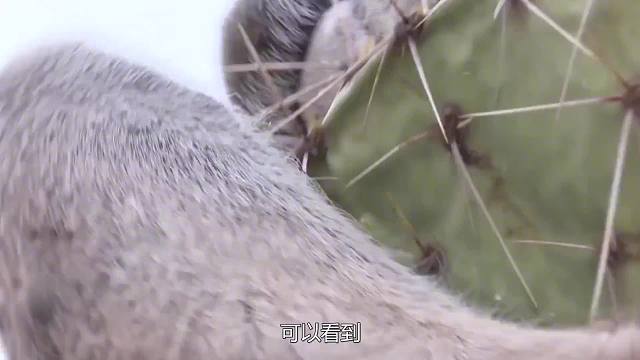 长满尖刺的仙人掌，为何骆驼直接生吞？难道有铜牙铁齿吗？