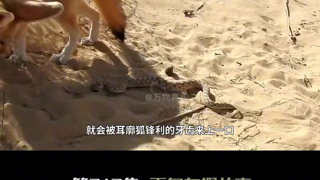 敢吃蝎子毒蛇，世界第一可爱动物耳廓狐，超大耳朵堪称沙漠散热器？3