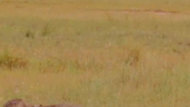 刚刚出生的小象无法站立，象妈妈在一旁不断的鼓励，它能成功吗