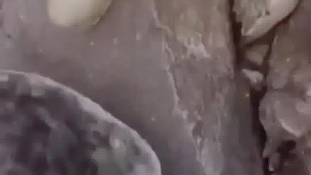 小海豹被渔网所困，痛苦不堪的它想自寻短见，好在被人类发现了