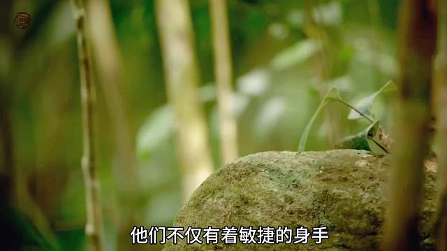 只有手掌大小的猫咪，现在已经很难看到了