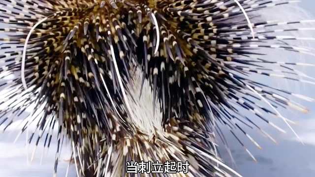 豪猪身上的刺是如何工作的