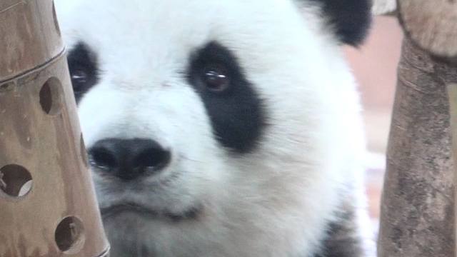 我们的小公主也是个情绪稳定的小熊呢~