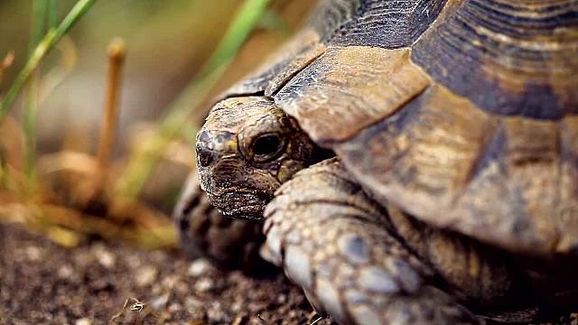 苏卡达是多少人的梦中情龟