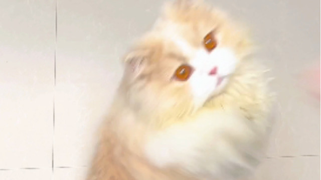 这下真成小拖把喽，还是能拖楼梯的