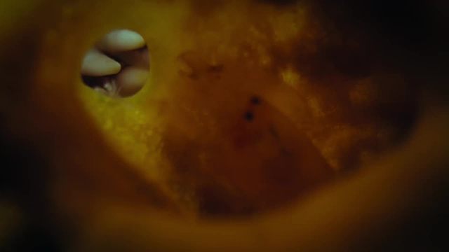 海绵城堡中的世界，鼓虾保卫家园，延续下一代