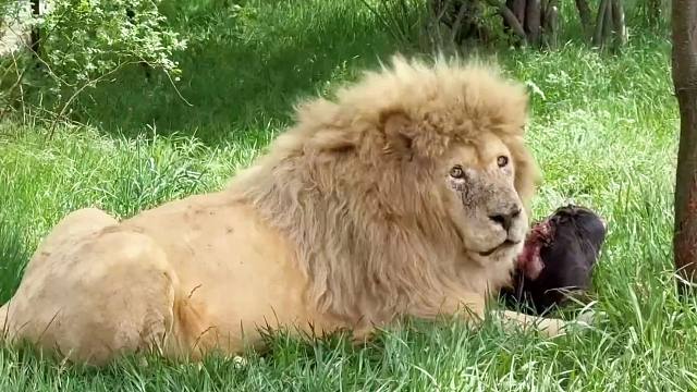 白狮“奇魄”：园长不会是要抢我的肉吧？