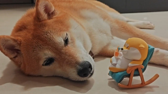 慵懒的的阿柴枸杞悠哉悠哉