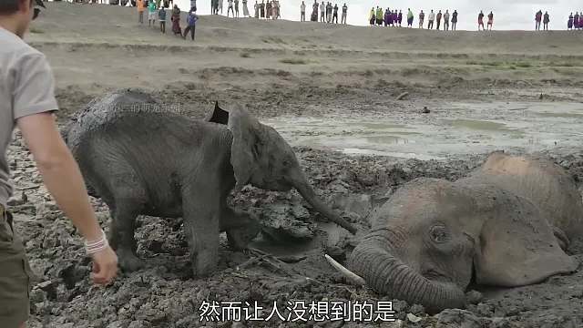 两只大象被困泥潭，小象下跪救母