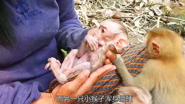 两只小猴子被母亲遗弃在池塘边，幸好遇见了好心人