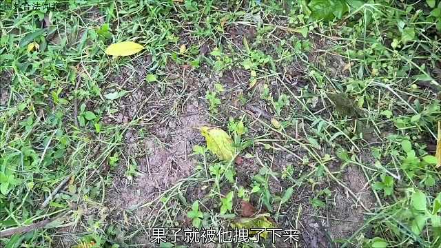 为了给妈妈买早餐，小猴子摘鳄梨去卖钱