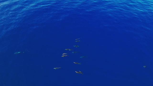 一种神奇的海豚，领航鲸。