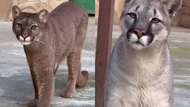 单身美洲狮终于有女朋友了，你看它多开心！