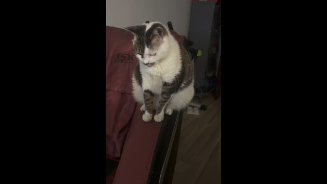 被当成猫抓板的按摩椅