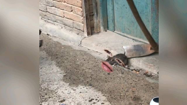 364. 老鼠 -出门没看黄历，掉进狗窝里了