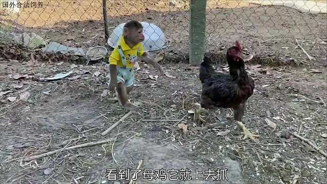 为了给宝宝买纸尿裤，小猴子偷了家里一只鸡