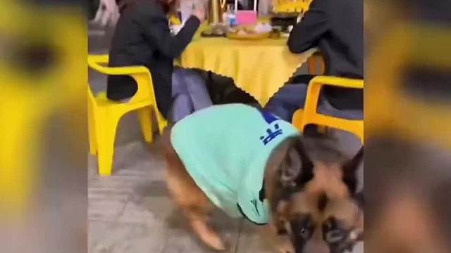 129. 盘点动物成精场面