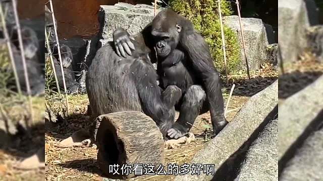 用力过猛直接给吹报废了