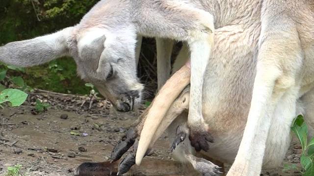 个子不小咯，但依旧是个爱向妈妈撒娇的宝宝