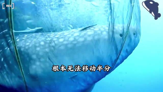 男人差点被鲸鲨一口吞掉，原来是鲸鲨在向人类求助