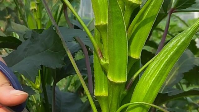 天热正是种秋葵的好时候