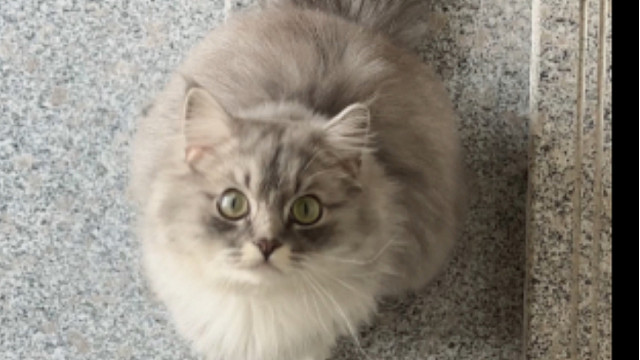 搬了家以后，我和我的小猫们都开心了好多呀