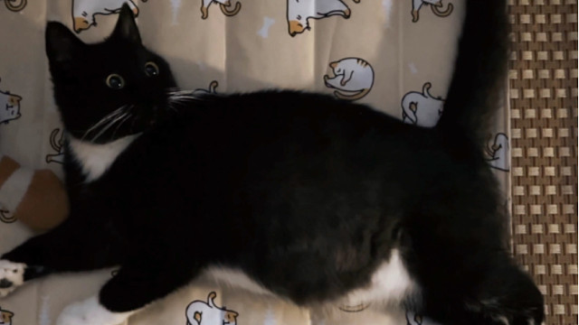 不知道豆包会生什么宝宝诶，肯定会有一只像她的