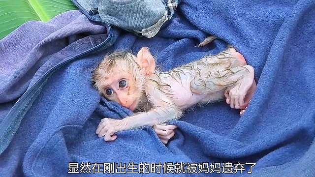 刚出生一天的小猴子被母亲遗弃，结局很暖心