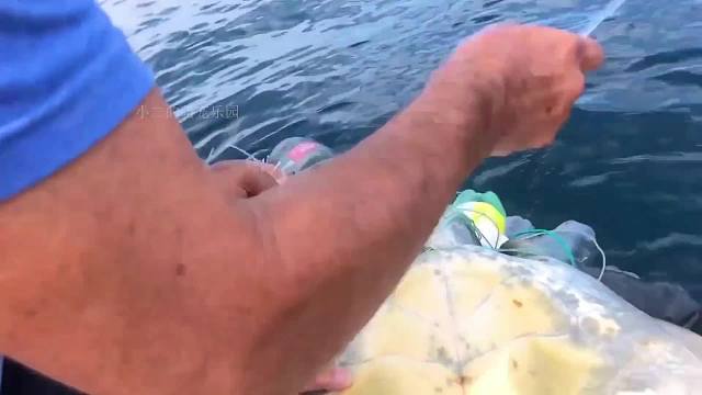 十几只海龟向人类求救，真相让人反思