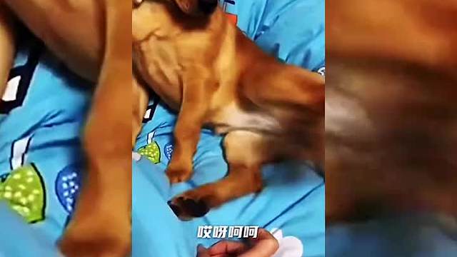 135. 爱生气的狗子