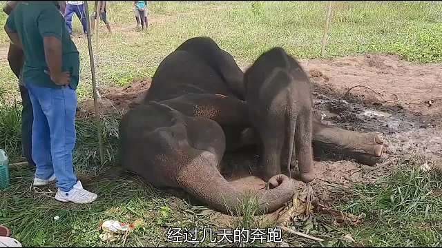 受伤的大象妈妈让宝宝吃到最后一口奶