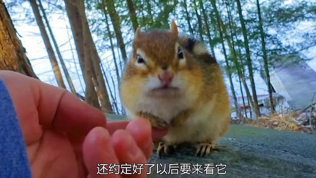 可爱的小松鼠遇见善良的小姐姐，从此开启了幸福生活