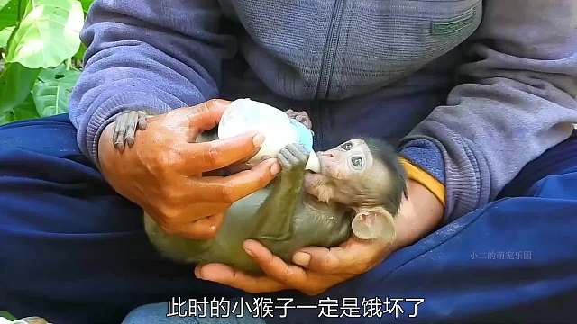 女人捡到一只小猴子，实在太可怜了