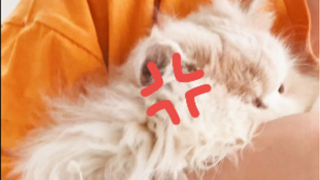 哥哥偷吃妹妹的饭害得妹妹大哭这究竟是道德的沦丧还是