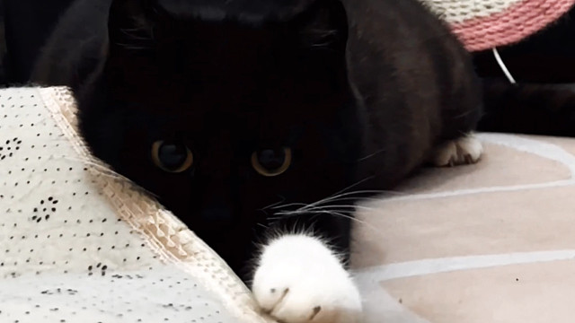 众所周知，小猫的瞳孔可以变大