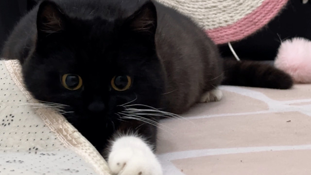 这亮堂的突然能看见豆包在哪了，还有点不习惯