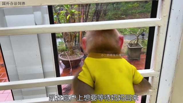 妈妈去医院检查身体，小猴子在家帮妈妈干活