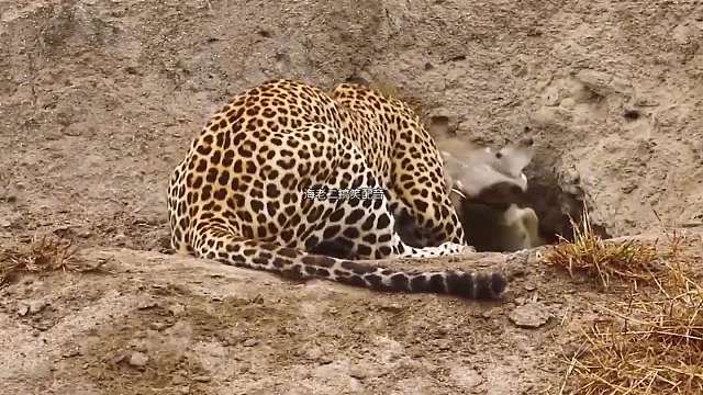 红尘中豹惹不得