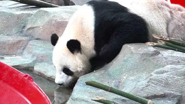 大熊猫喝水，也太可爱了吧~