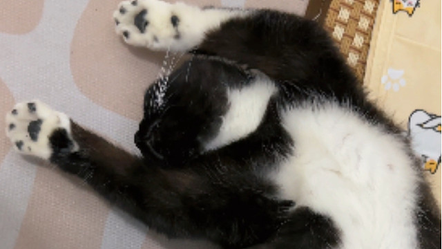 我的小猫只要我叫她，句句有回应