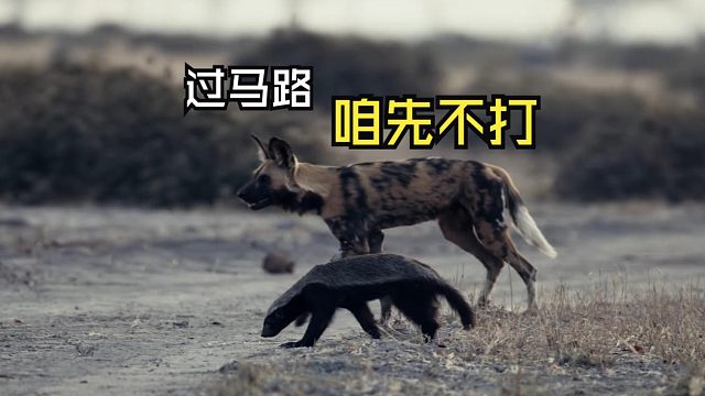 那些运动中的动物们！