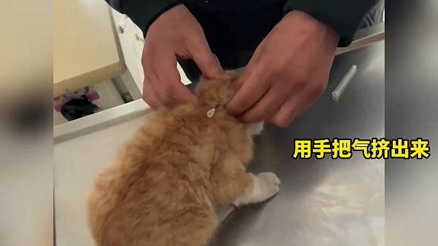 17. 一只“恶霸”小橘的救赎人生 为了遇见主人我愿意经历这些