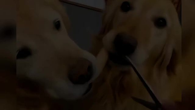 83. 他们只是不会说话 其实内心活动可丰富了