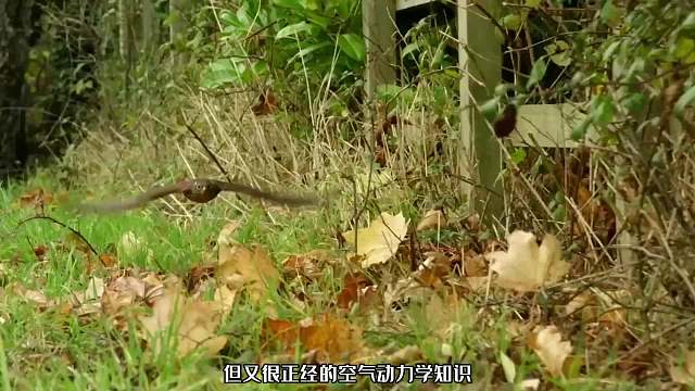 动物界飞行祖师爷，追上四秒后的自己，捕猎全靠秒