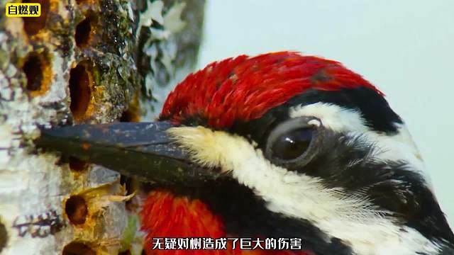 啄木鸟找对象有多卷，婚房产业一样不能少，最后却沦为工具鸟