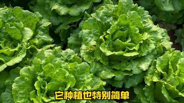 天热种生菜，选意大利生菜耐热生长快，还不苦